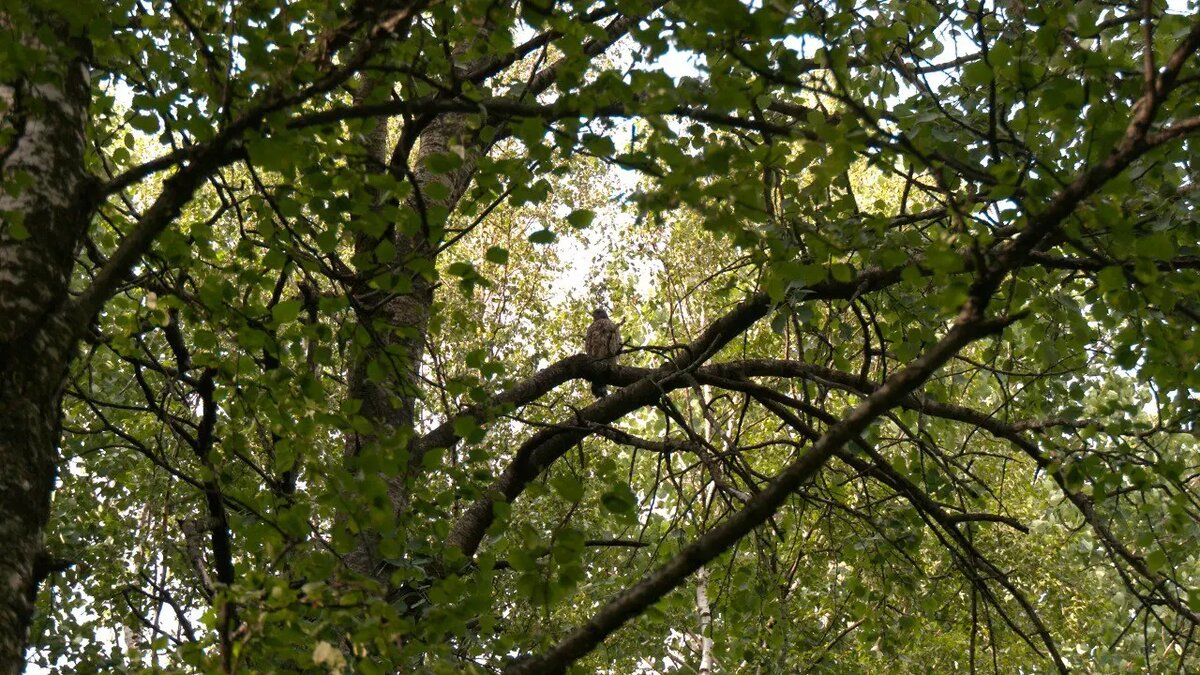    Фото: Telegram-канал биолога Павла Глазкова «Каждой твари по паре»