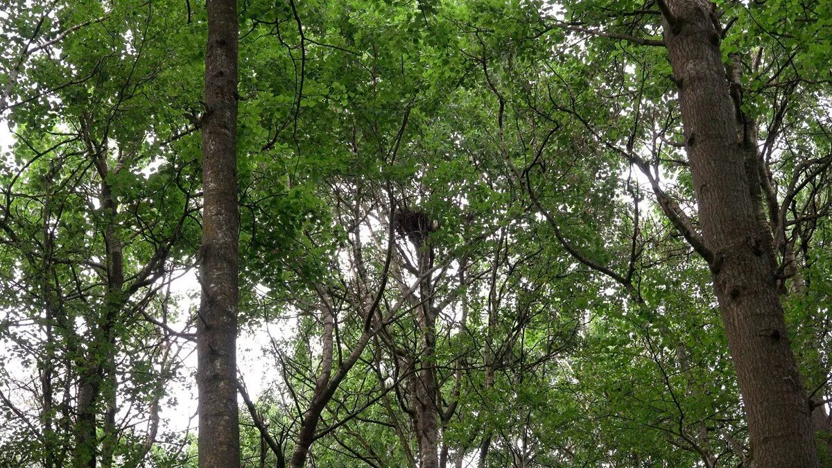    Фото: Telegram-канал биолога Павла Глазкова «Каждой твари по паре»