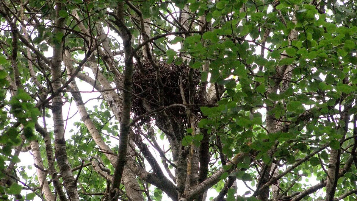    Фото: Telegram-канал биолога Павла Глазкова «Каждой твари по паре»