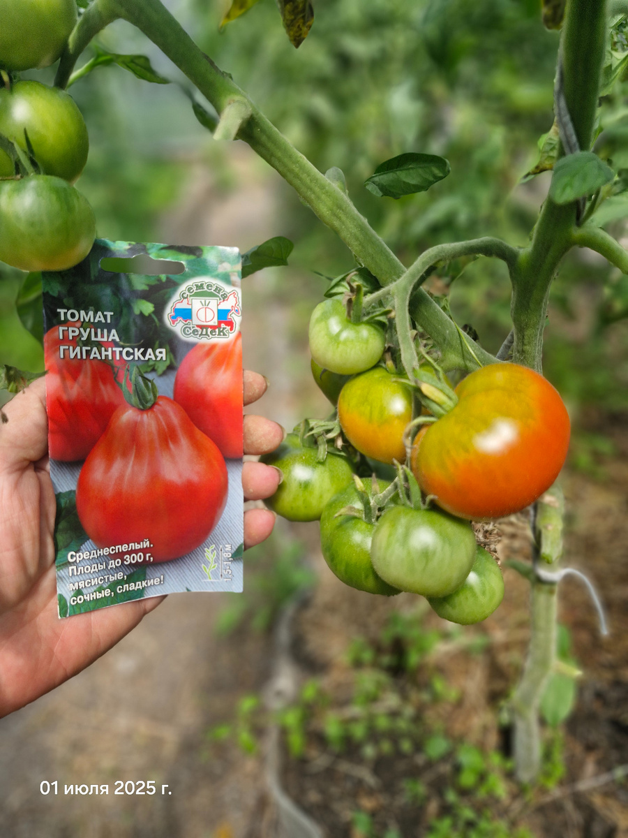 Кирпично-красный, с картофельным листом. Довольно урожайный, хоть и мелковат.