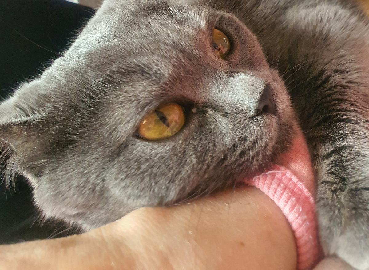 Любит ли меня моя кошка?🐈