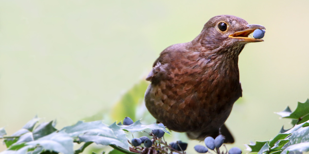 Птицы съедают ягоду на участке. Как их отпугивать или защитить урожай