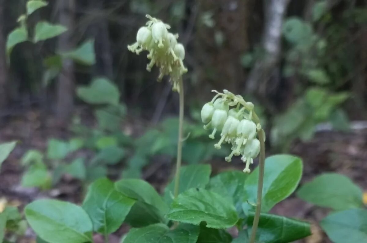    Ортилия однобокая.