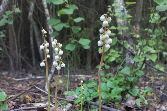    Грушанка малая. Фото: Из личного архива/ Марина Привалова