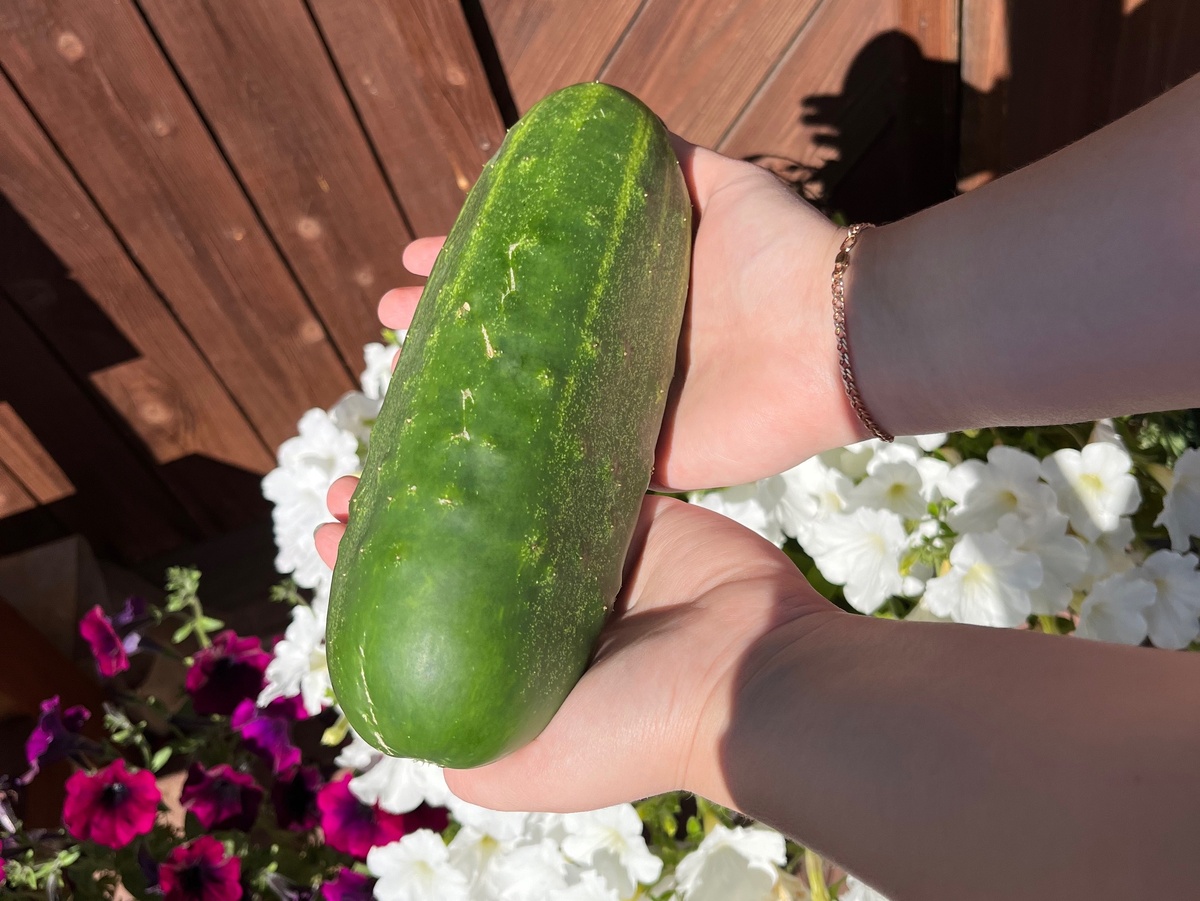    Забытая подкормка для огурцов: попрут такой лавиной, что будете уворачиваться