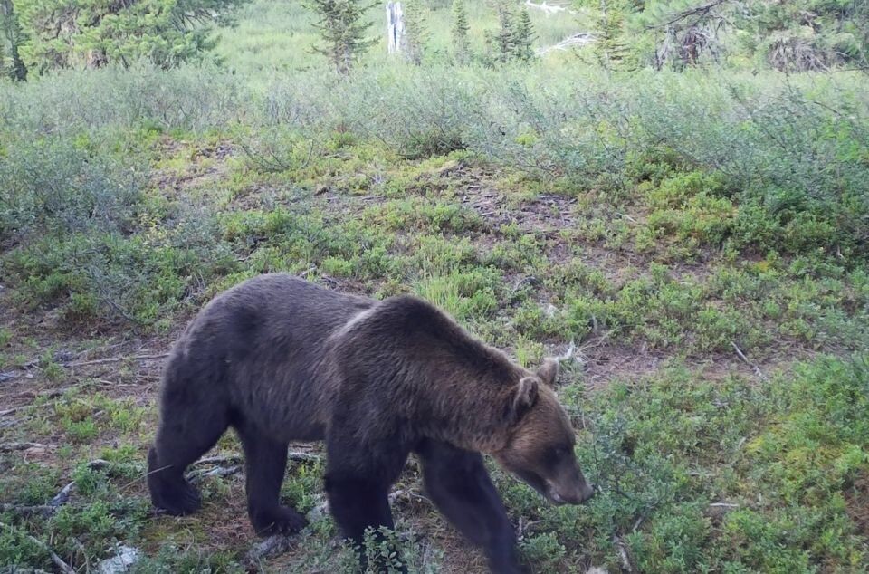    Обитатели Алтайского заповедника в середине лета. Источник: Фотоловушка. Установка – Юрий Калинкин