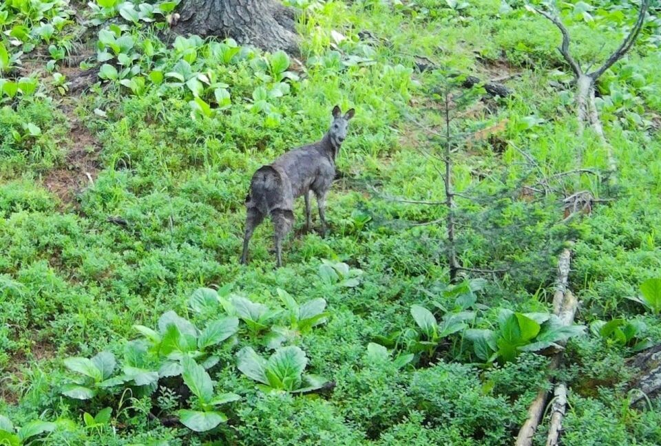    Обитатели Алтайского заповедника в середине лета. Источник: Фотоловушка. Установка – Юрий Калинкин