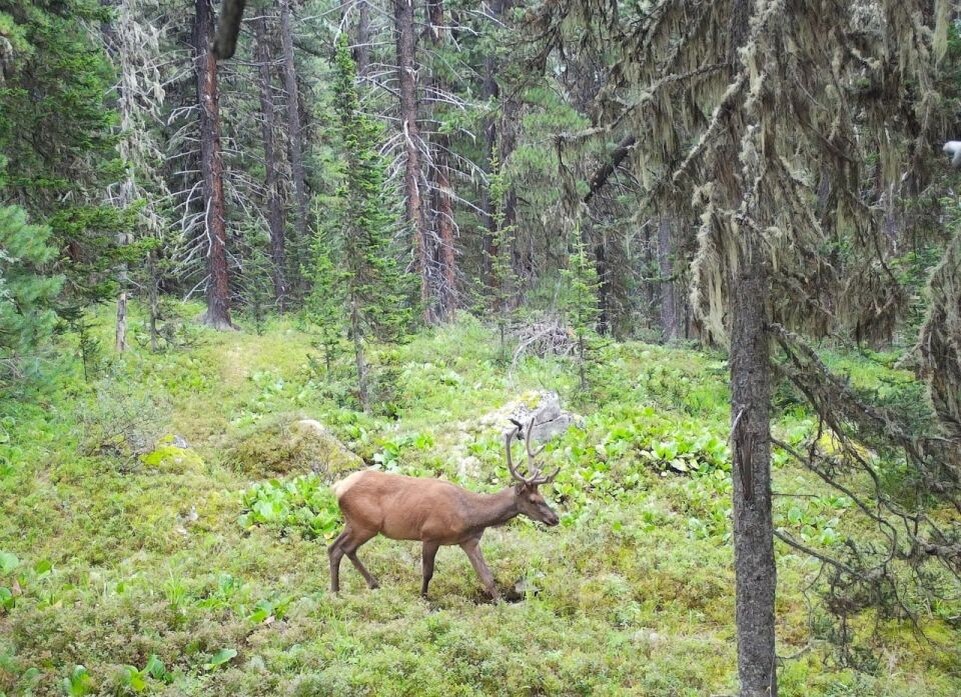    Обитатели Алтайского заповедника в середине лета. Источник: Фотоловушка. Установка – Юрий Калинкин