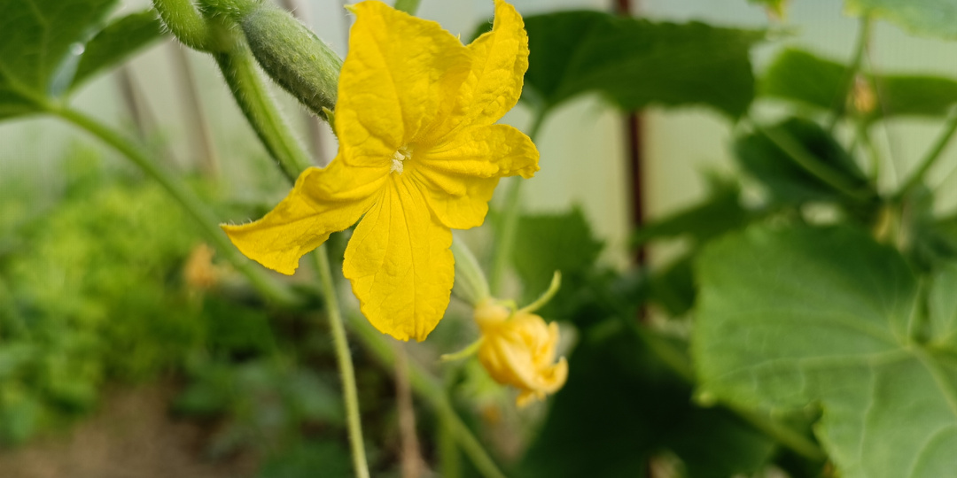 На огурцах одни пустоцветы — почему так и как исправить ситуацию