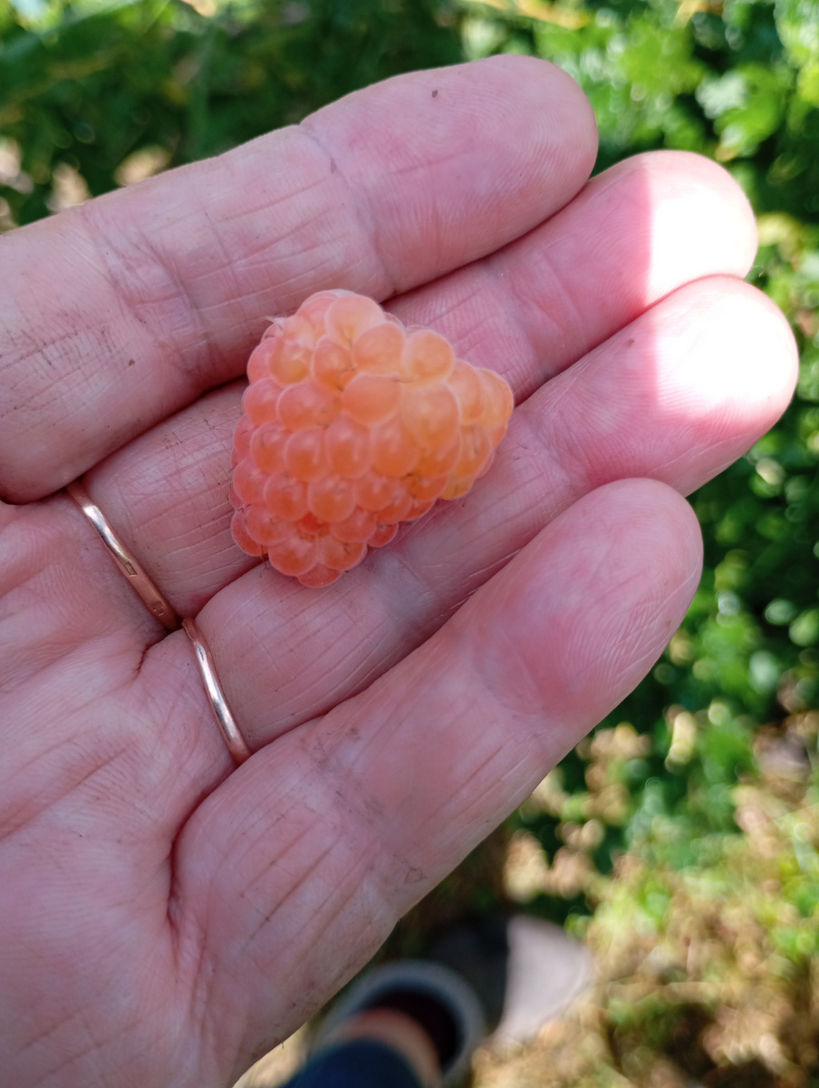 Малина ананасная  фото автора.