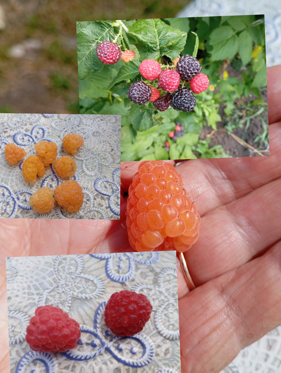 Малина фото автора.