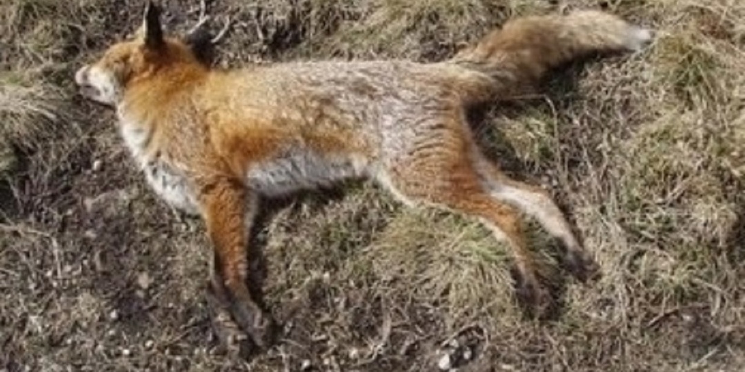 В Орловской области из-за воздушного шара погибла лиса