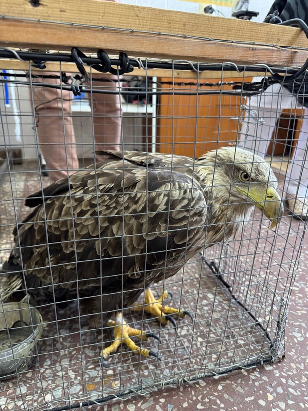    Редкого краснокнижного орлана спасли в Кировской области