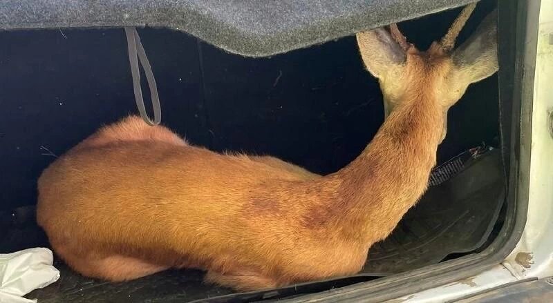 Фото: Иван Костылев