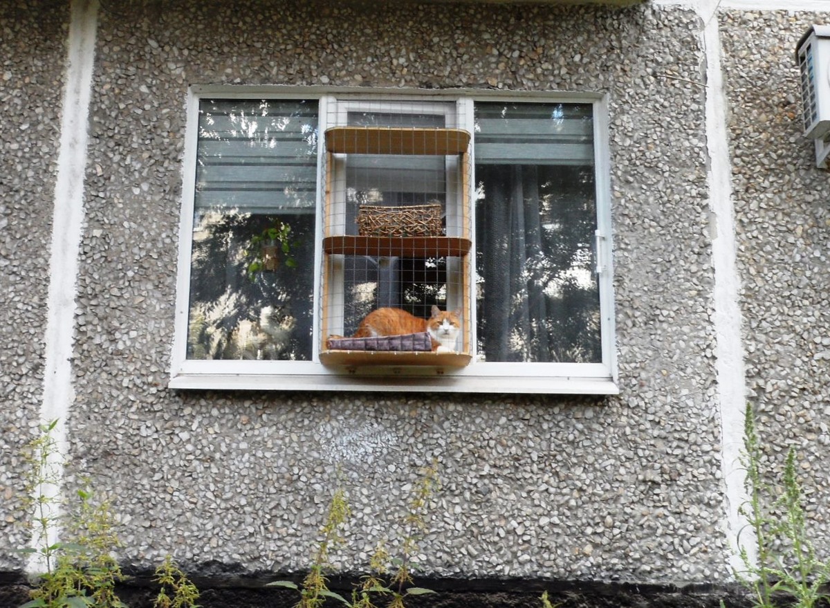 Котик. Если пртсмотреться, слева смотрит в окно кошка. 