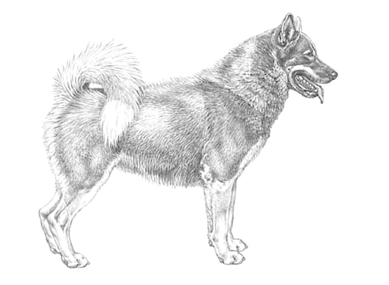 Стандарт породы, согласно Российской кинологической федерации: Гренландская собака, (Greenland Dog) (Grønlandshund/Qimmeq Qimuttoq). Источник: info.rkf.online