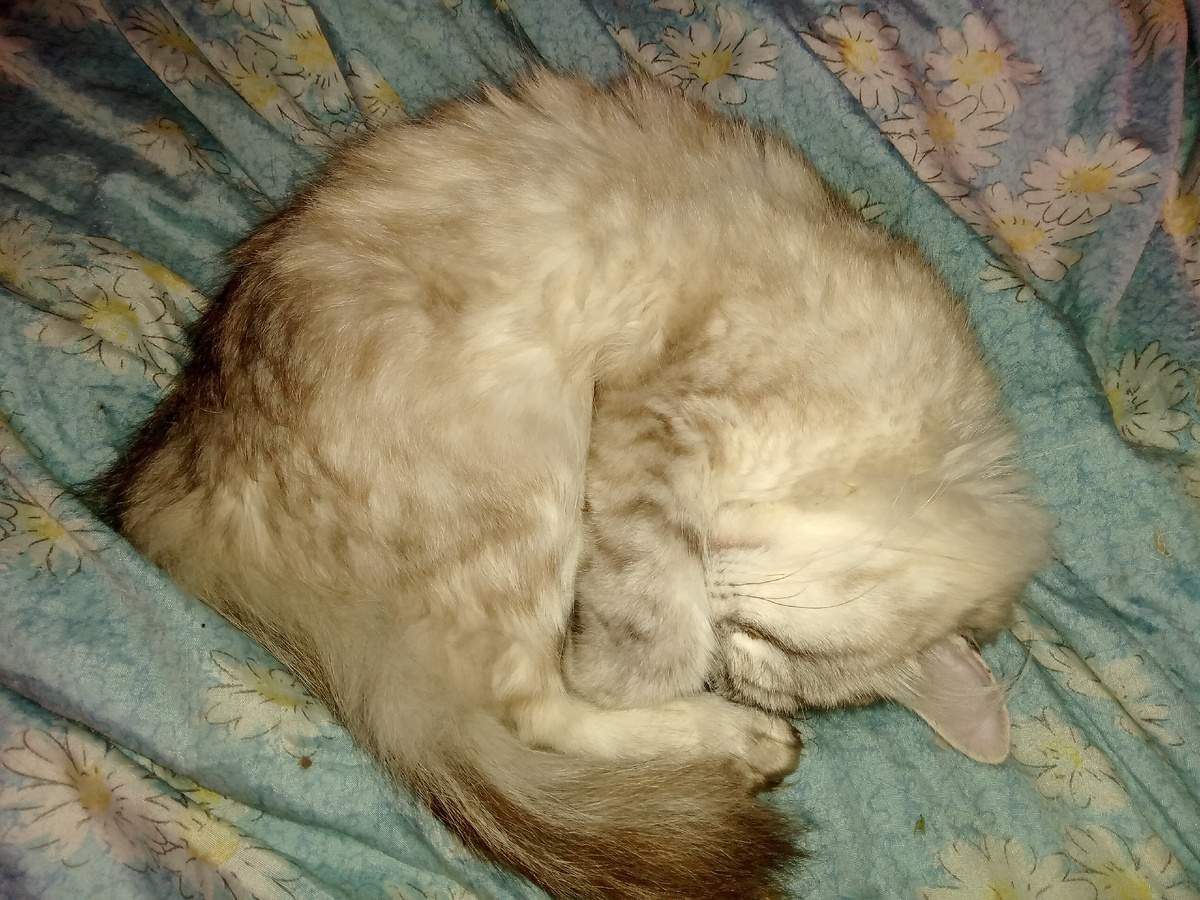 Статью помогает писать Ума, спит под боком под шум бесконечного дождя.