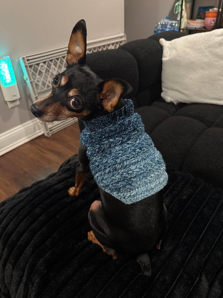 Знакомьтесь, Люцифер. В душе он повелитель тьмы, но снаружи — 2 кг чистой тревожности.