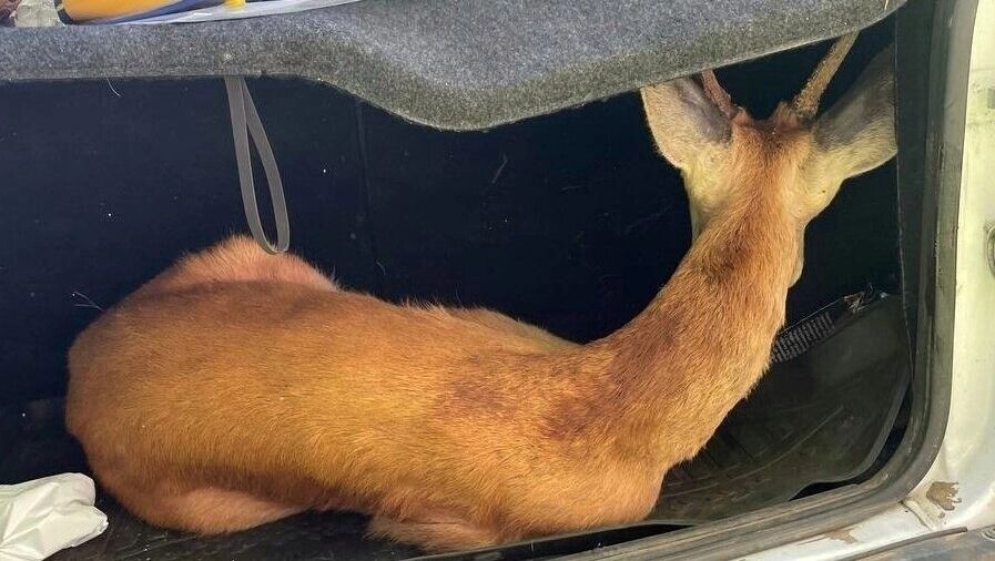     Источник: Министерство экологии Челябинской области