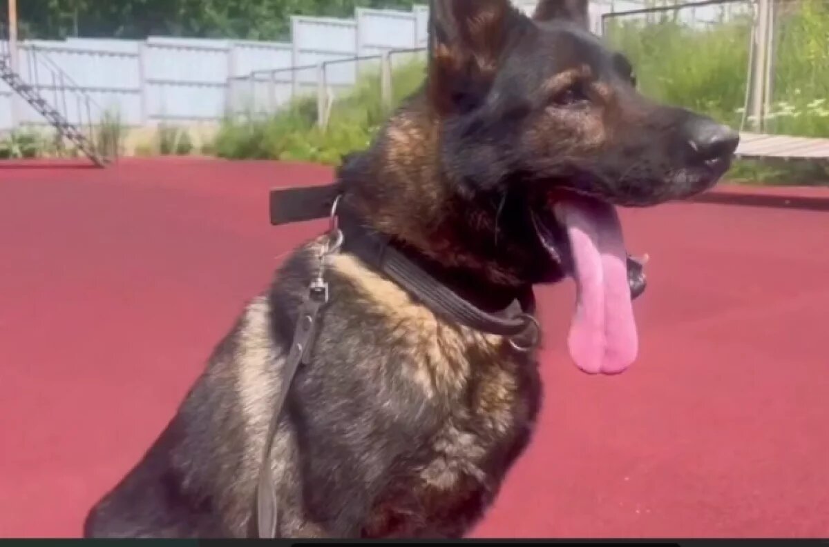    Служебная собака нашла тело пропавшей абитуриентки в Иркутской области