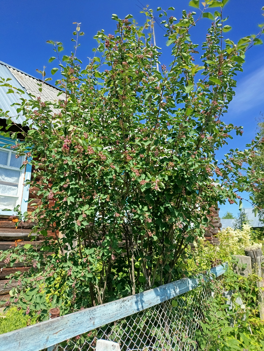 Ирга под моим окном.