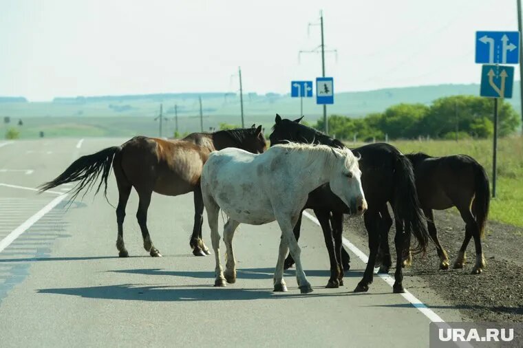 Сбежавших животных быстро выследили. Фото: Вадим Ахметов © URA.RU