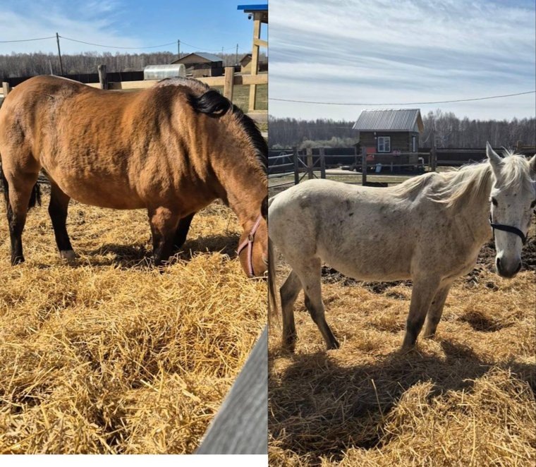 Сбежавшие лошади. Фото: Охотхозяйство Чугунаевское