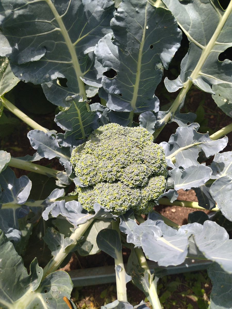 Фото автора. 