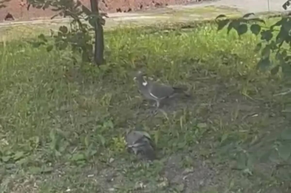    Туляки стали чаще замечать вяхирей в городе