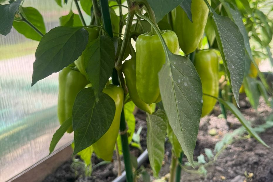 Фото из архива автора