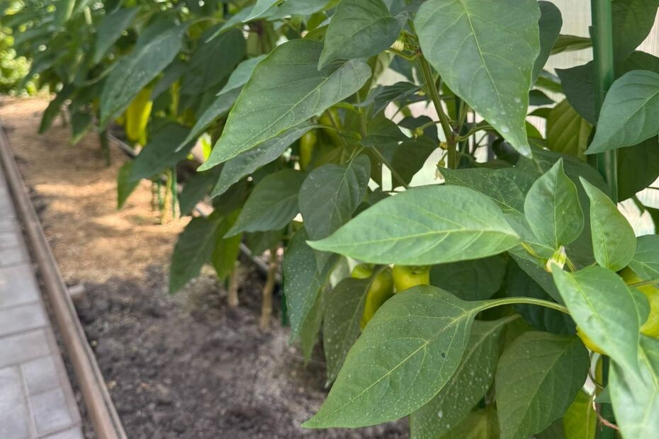 Фото из архива автора