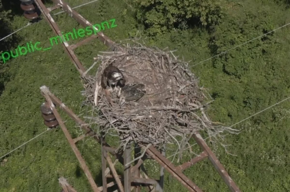    В окрестностях Пензенского района гнездует хищная птица скопа