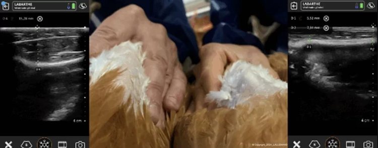    Фото: Lallemand Animal Nutrition