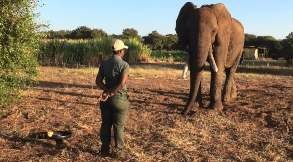   Vesta Eleuteri et al. / Royal Society Open Science, 2025