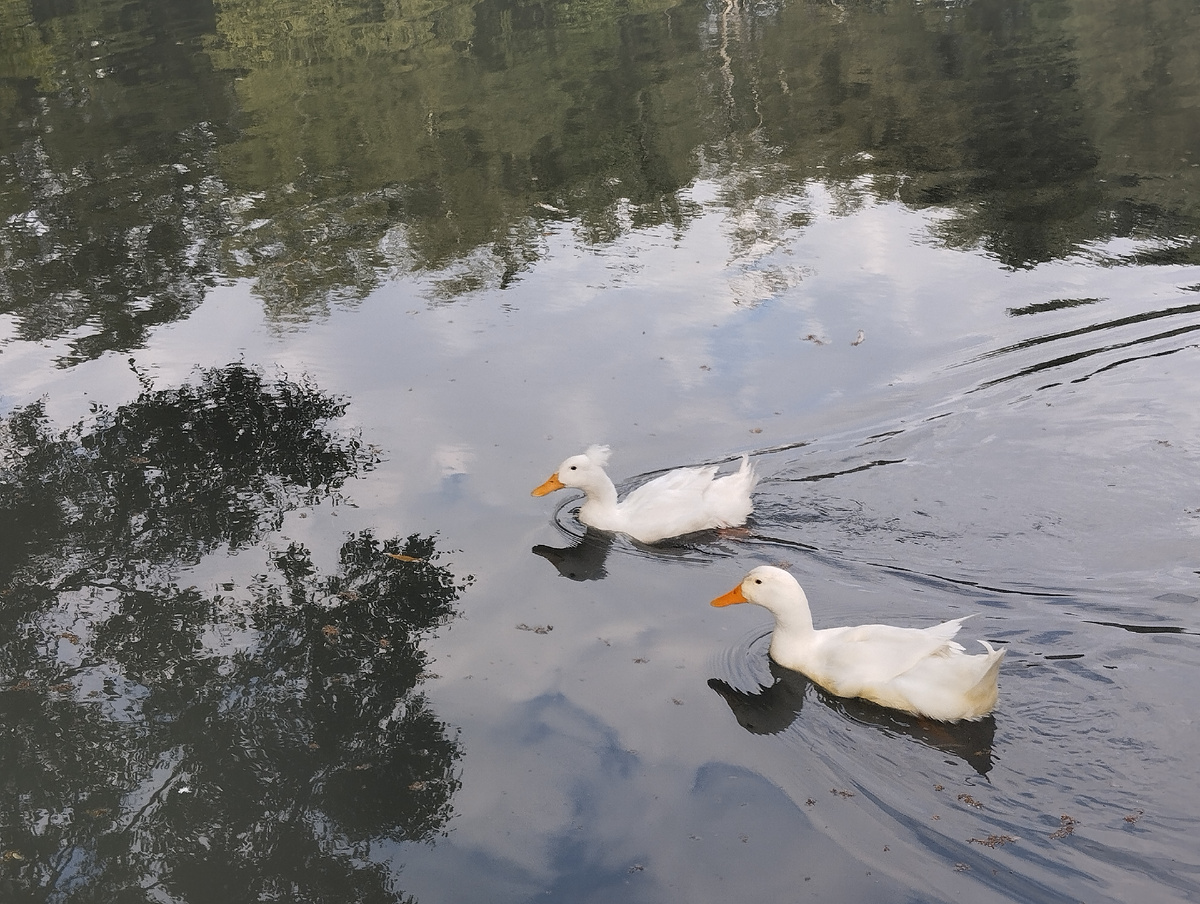 Хорошо тем, кто в паре может пошутить над жарой. Привет Владикавказскому парку Хетагурова и его симпатичным обитателям