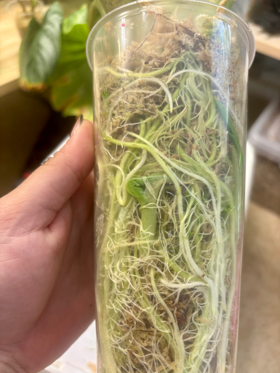 Росточек, который запутался в корнях.