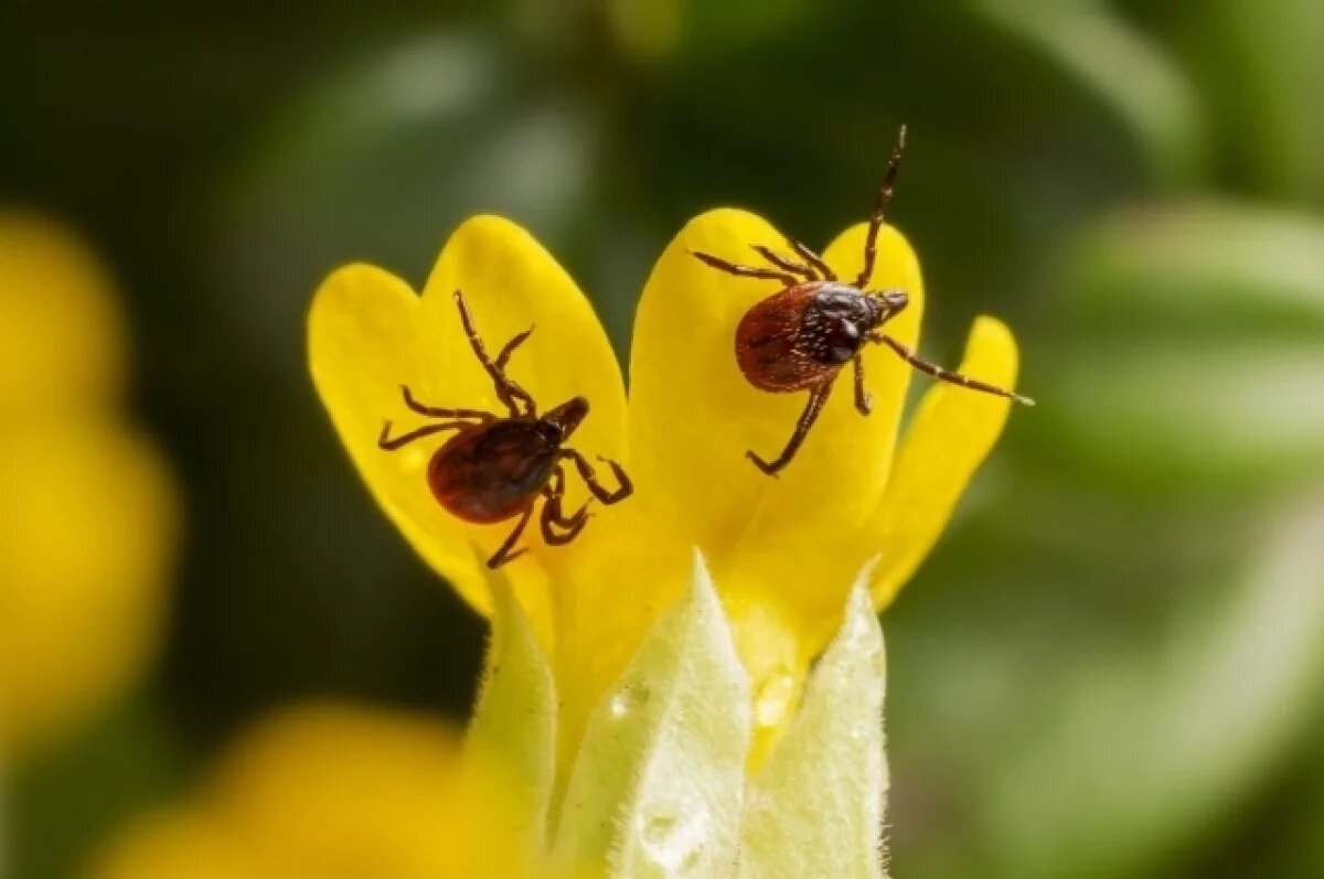    Предупрежден - вооружен:
