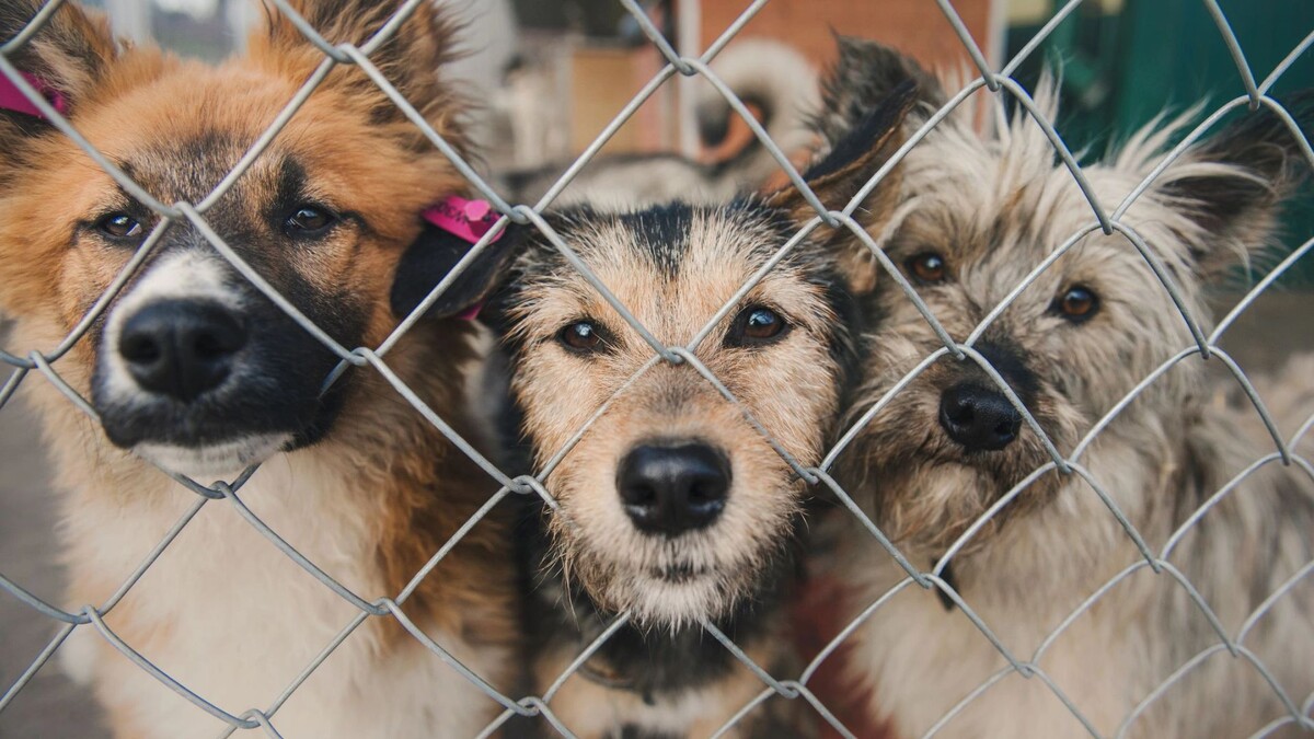    Фото: Ann Tyurina/Shutterstock/Fotodom