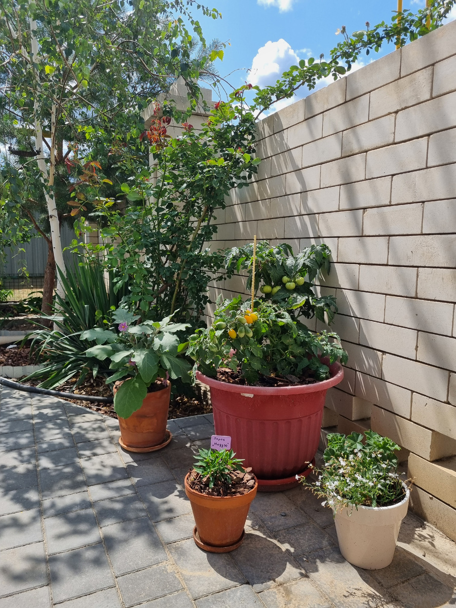 Мой огород в середине июня выглядел так. Фото: Зеленая леди, сад, семья и томатный сок 