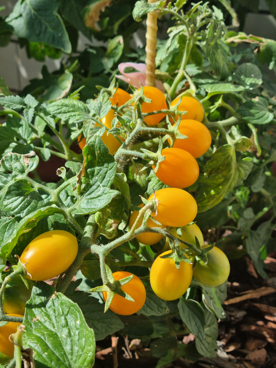 Томат Пеарл Дропс растёт в горшке. Фото: Зеленая леди, сад, семья и томатный сок 