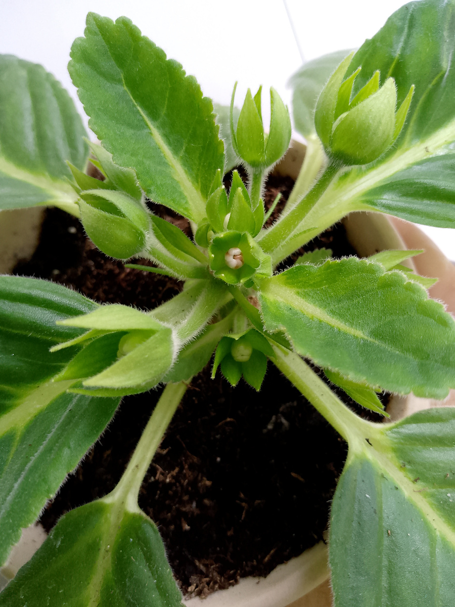 Ну ни как не хочет этот гибрид порадовать пышным цветением