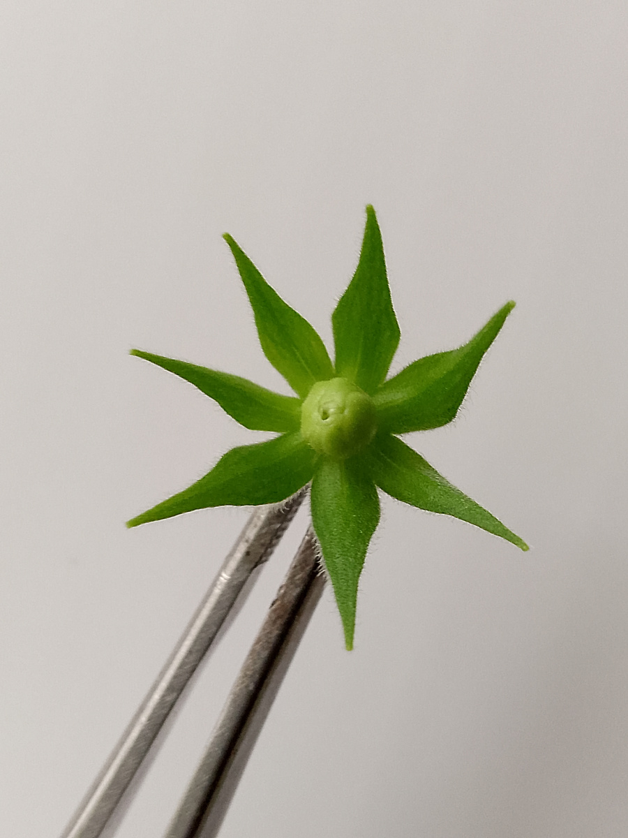 Красиво, но толку уже не будет (недостаточная интенсивность освещения)