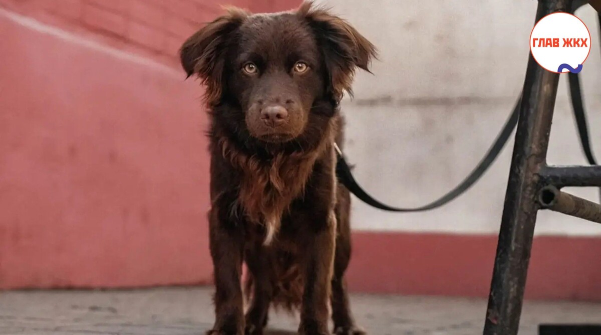 Штрафы за нарушения при содержании животных вырастут в разы
