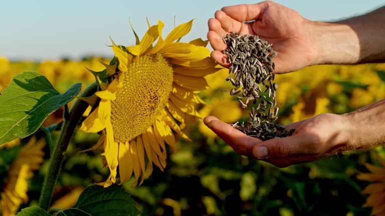 Семена подсолнечника 