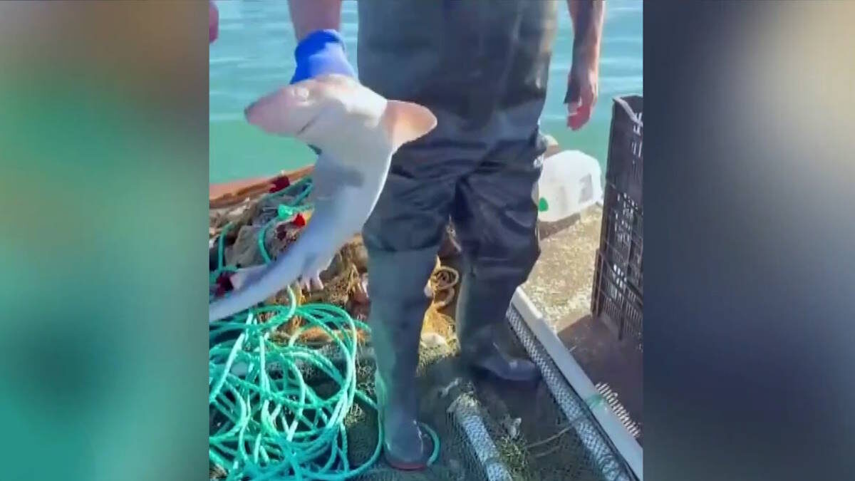    Видео канала «Кубань 24»