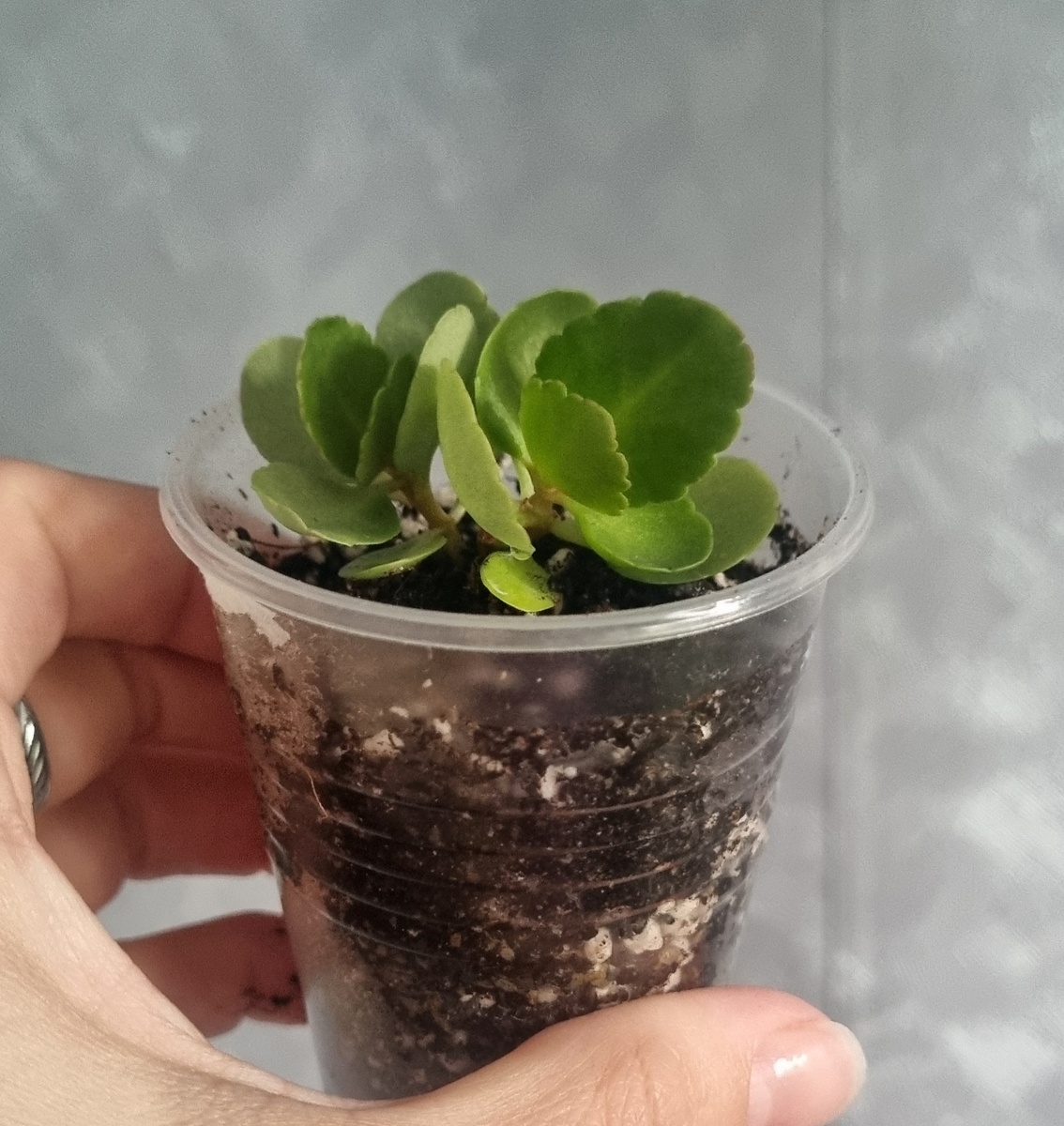 Детка каланхоэ, отчётный днем считаем - 11.07.2025