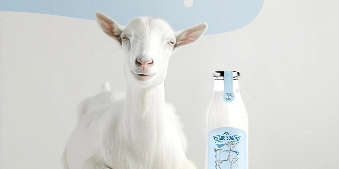 Молоко швейцарской козы с утра — что необычного?
