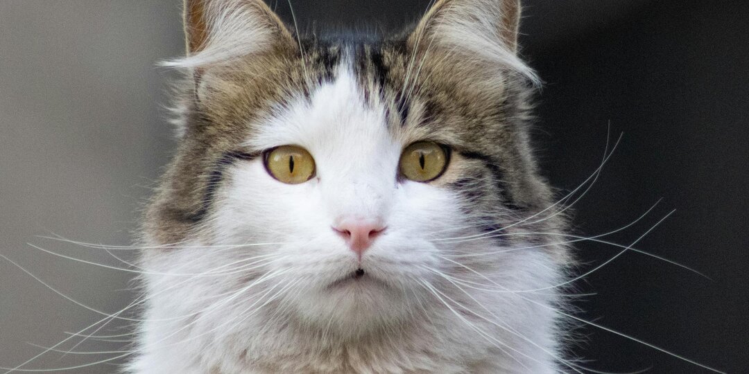 А если он не вернётся?