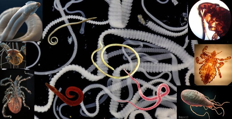 разнообразие паразитических форм