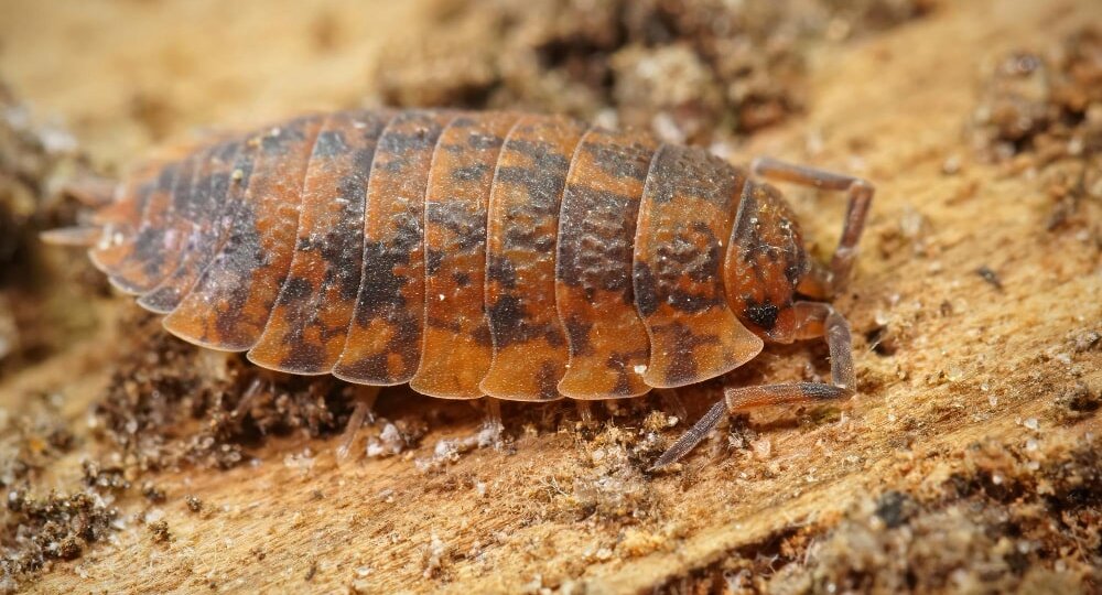 Как избавиться от мокриц в квартире: советы и методы